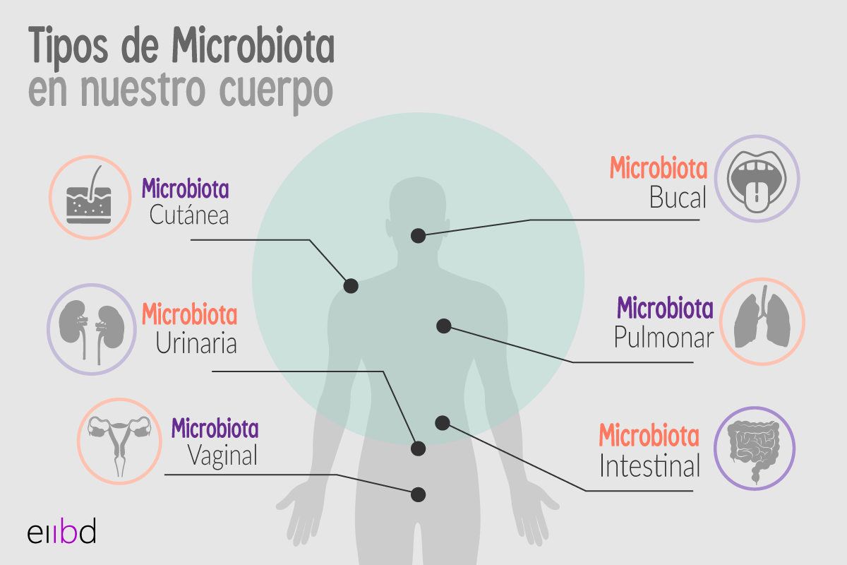 Infografía tipos de microbiota